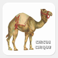 Vintage circus performing camel