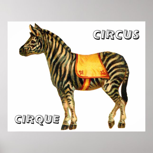 Vintage circus performing zebra poster (Front)