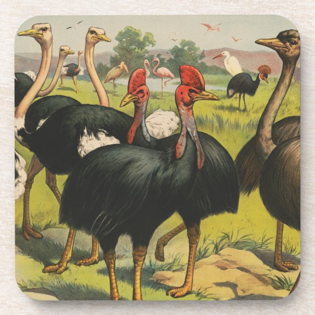 Vintage Circus Showing Ostriches And Large Birds. Coaster (Front)