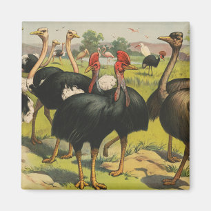 Vintage Circus Showing Ostriches And Large Birds. Magnet