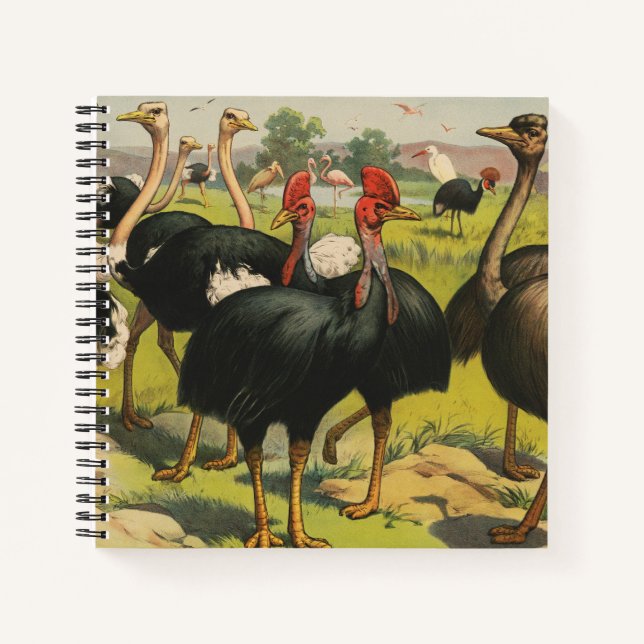 Vintage Circus Showing Ostriches And Large Birds. Notebook (Front)