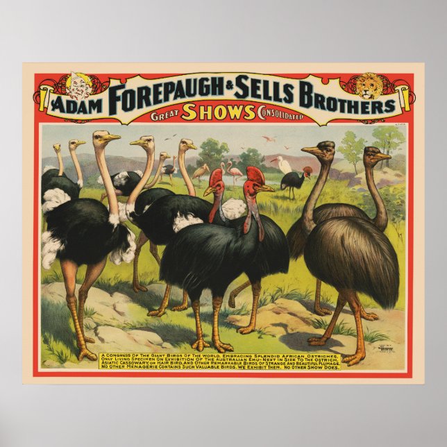 Vintage Circus Showing Ostriches And Large Birds. Poster (Front)