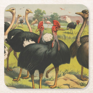 Vintage Circus Showing Ostriches And Large Birds. Square Paper Coaster