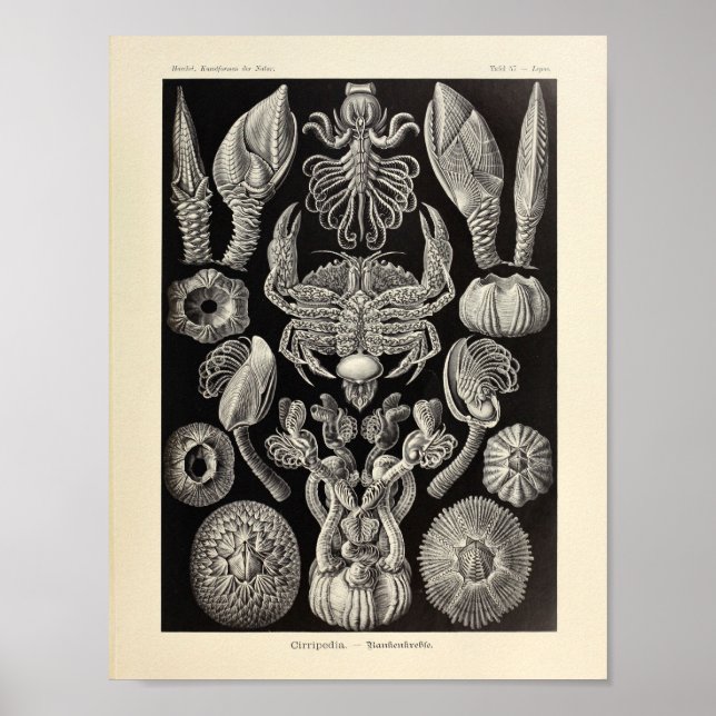 Vintage Cirripedia Ernst Haeckel Art Print (Front)