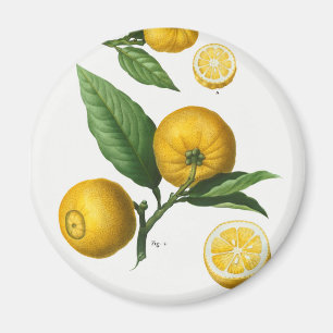 Vintage Citrus Magnet