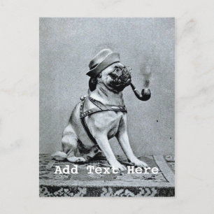 Vintage Classy Pug Photograph Postcard