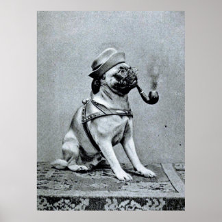 Vintage Classy Pug Photograph Poster