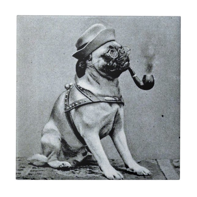 Vintage Classy Pug Photograph Tile (Front)