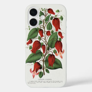 Vintage Clematis Coccinea Red Floral Art iPhone 16 Case