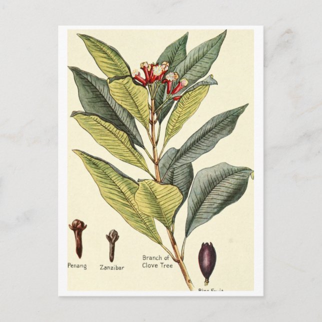 Vintage cloves illustration postcard recipe card (Front)