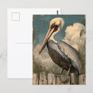 Vintage Coastal Pelican Postcard