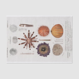 vintage coastal starfish tissue paper