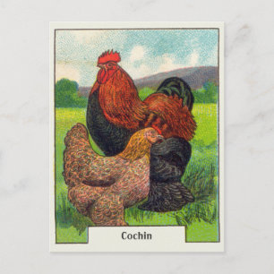 Vintage Cochin Chickens Postcard