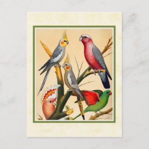Vintage Cockatiels and Cockatoo Postcard