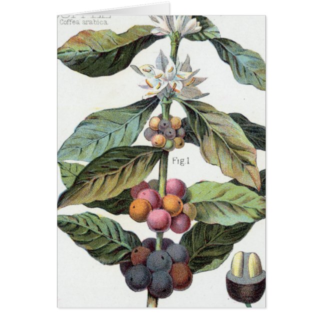 Vintage Coffee bean Artwork (Front)