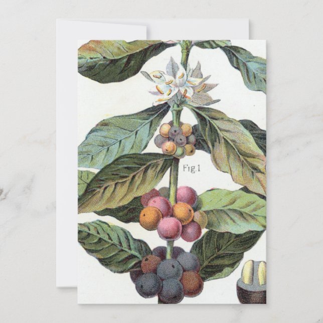 Vintage Coffee bean Artwork Invitation (Front)