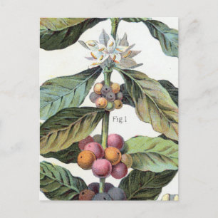 Vintage Coffee bean Artwork Postcard