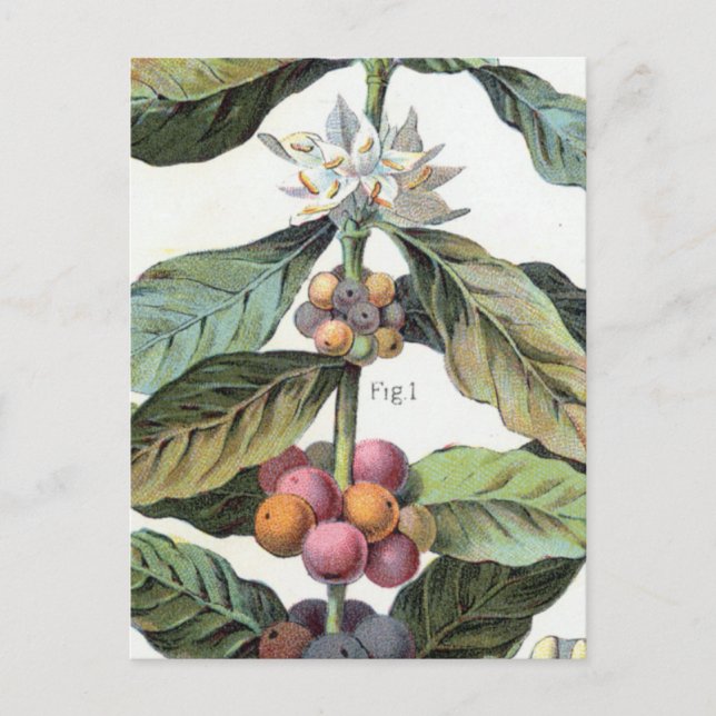 Vintage Coffee bean Artwork Postcard (Front)