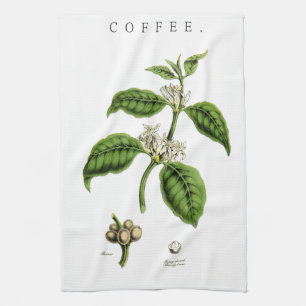 Vintage Coffee Plant Illustration Kitchen Towel