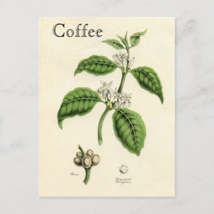 Vintage Coffee Plant Postcard