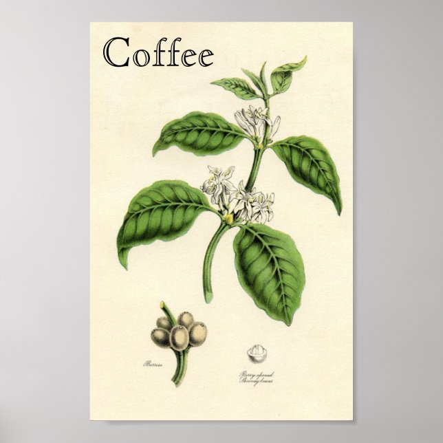 Vintage Coffee Plant Poster (Front)