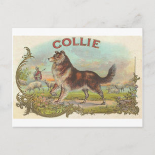 Vintage Collie Dog Postcard
