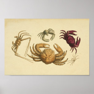 Vintage Color Illustration of Crabs Art Print