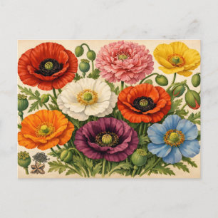 Vintage Colorful Poppy Flowers Postcard