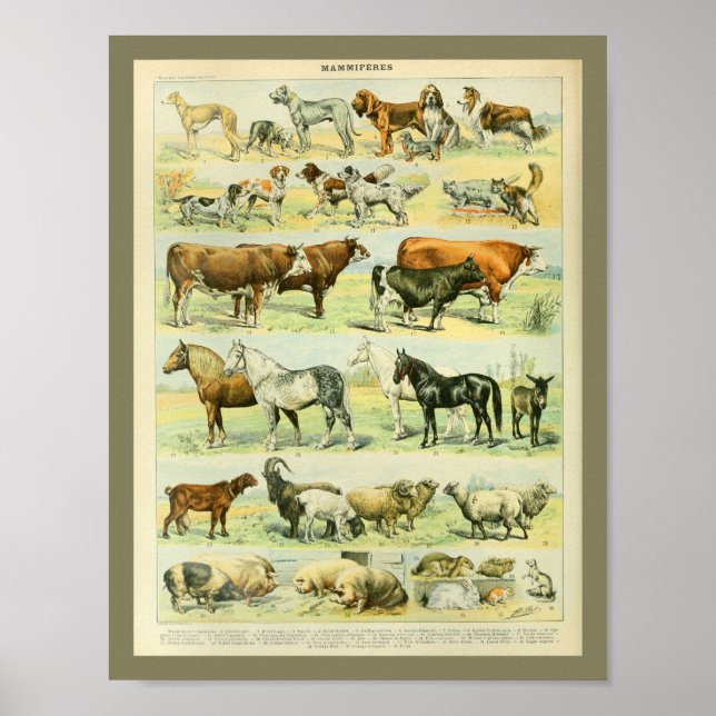 Vintage Colour Farm Animals Print (Front)