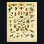 Vintage Colour Insect Art Print<br><div class="desc">Vintage colour illustration of insects in French.</div>