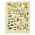 Vintage Colour Insect Art Print