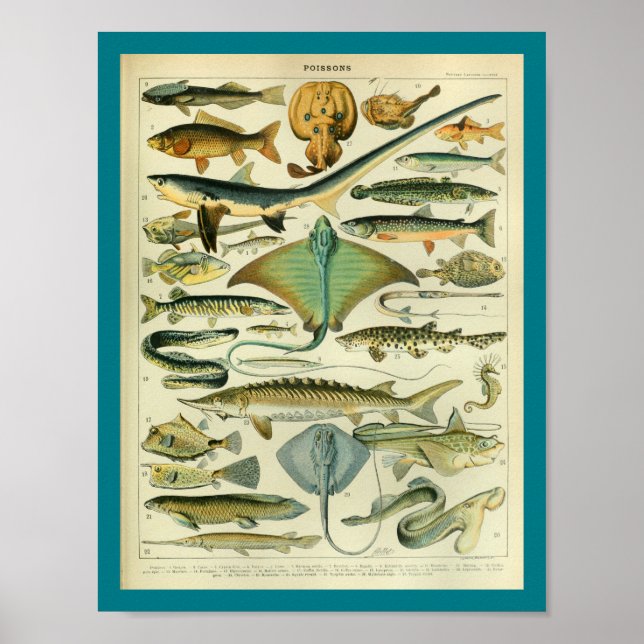 Vintage Colour Sealife Fish Print (Front)