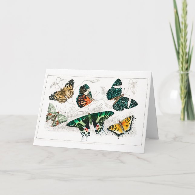 Vintage Colourful Butterflies Illustration Art Card (Front)