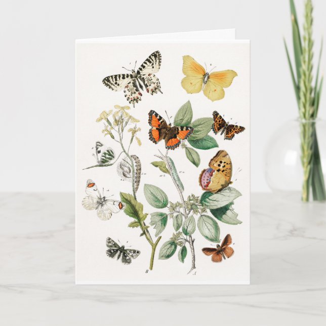 Vintage Colourful Butterflies Illustration Art Card (Front)