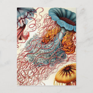 Vintage Colourful Jellyfish Postcard