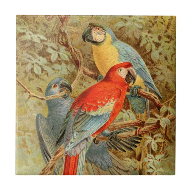 Vintage Colourful Macaws Tile (Front)