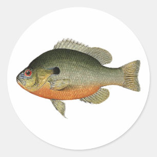 Vintage Colourful Sunfish Illustration Classic Round Sticker