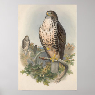 Vintage Common Buzzard Bird Poster
