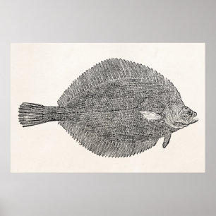 Vintage Common Dab Flounder Fish - Template Poster