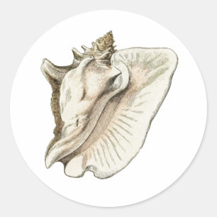 vintage conch classic round sticker