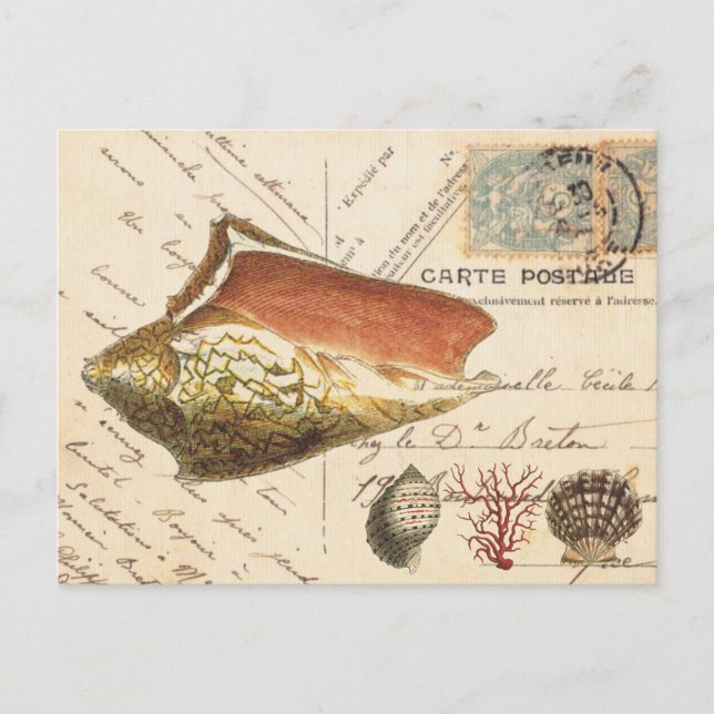Vintage Conch shell and seashells postcard (Front)