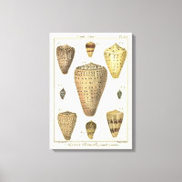 Vintage Cone Shells