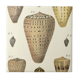 Vintage Cone Shells Tile