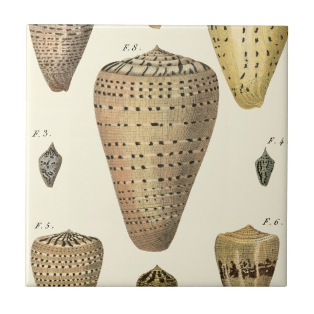 Vintage Cone Shells Tile (Front)