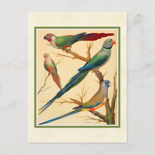 Vintage Conure and Parakeets Postcard (Front)