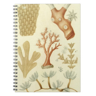 Vintage Coral Animals, Science Textbook Biology Notebook
