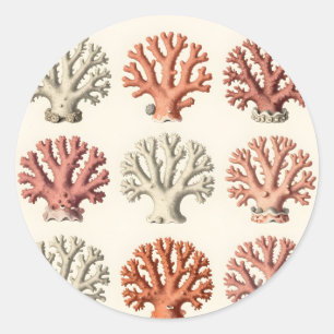 Vintage Coral Specimens Botanical Marine Classic Round Sticker