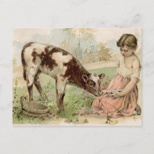 Vintage Country Girl Feeding Calf Postcard