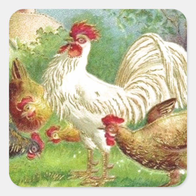 Vintage Country Rooster and Chickens Square Sticker (Front)