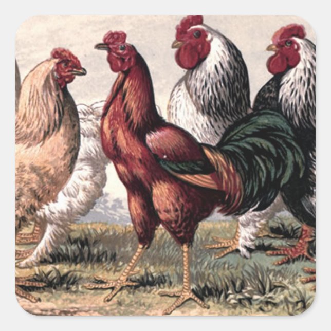 Vintage Country roosters animal sticker (Front)
